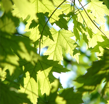 tutte-le-piante-di-acero-che-propone-il-vivaio-garden-di-berardino-de-meo-a-laquila