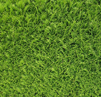 tutti-i-cespugli-che-propone-il-vivaio-garden-di-berardino-de-meo-a-laquila