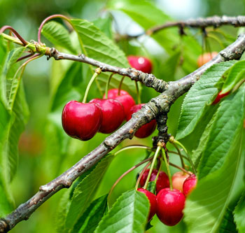 tutte-le-piante-di-ciliegio-che-propone-il-vivaio-garden-di-berardino-de-meo-a-laquila