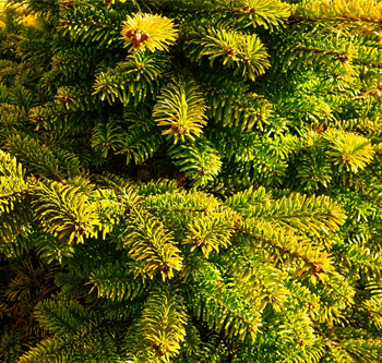 tutti-i-conifere-che-propone-il-vivaio-garden-di-berardino-de-meo-a-laquila
