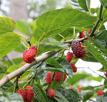 tutte-le-piante-di-gelso-che-propone-il-vivaio-garden-di-berardino-de-meo-a-laquila