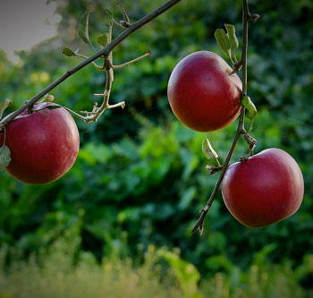 tutte-le-piante-di-melo-che-propone-il-vivaio-garden-di-berardino-de-meo-a-laquila