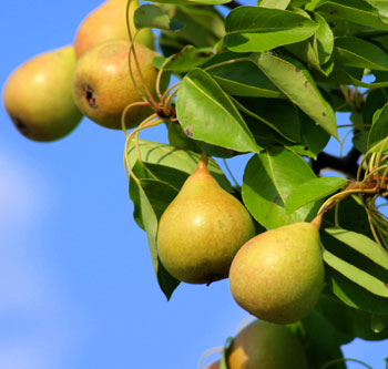 tutte-le-piante-di-pero-che-propone-il-vivaio-garden-di-berardino-de-meo-a-laquila