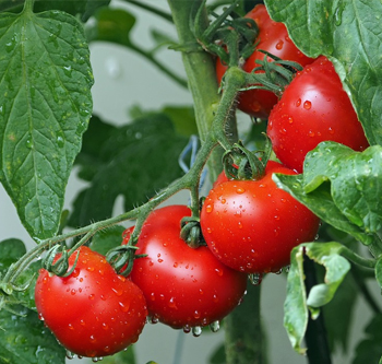tutte-le-piante-di-pomodori-che-propone-il-vivaio-garden-di-berardino-de-meo-a-laquila