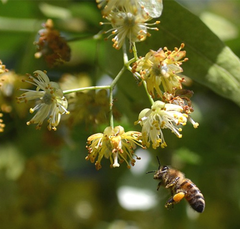 tutti-i-tigli-che-propone-il-vivaio-garden-di-berardino-de-meo-a-laquila