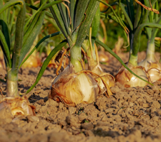 vivaio-garden-de-meo-laquila-vendita-piante-da-orto